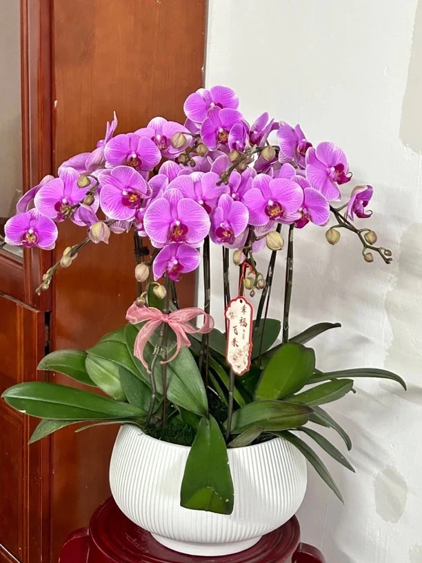 【海洋之星】紫色系蝴蝶兰室内鲜花绿植花卉基地