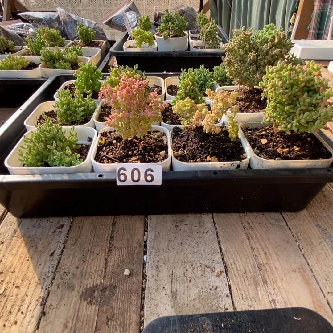 兜****）枝干番杏多肉植物606