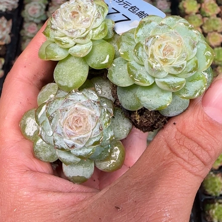 新店开播福利全场9.9包邮77