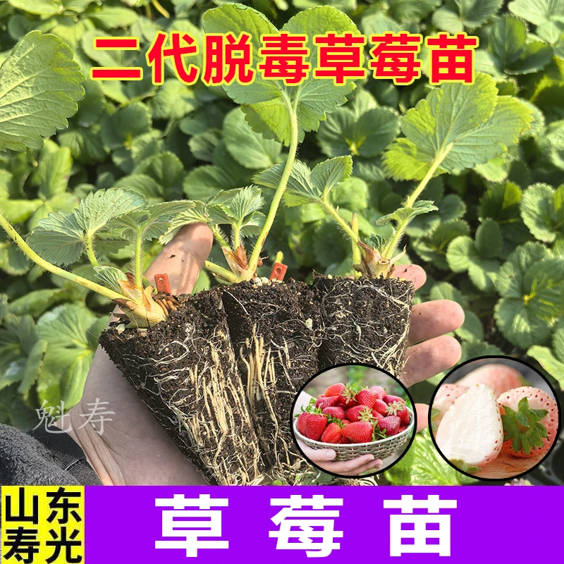 【脱毒草莓新苗】带土四季盆栽室内奶油草莓秧家庭阳台食用蔬菜种子