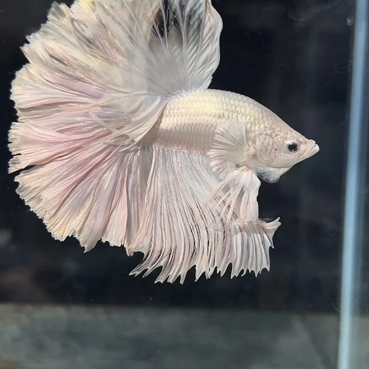 斗鱼9号：超低折扣优惠出鱼