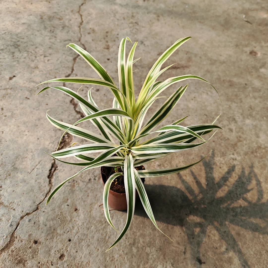 柳叶金边百合竹好看耐养室内植物