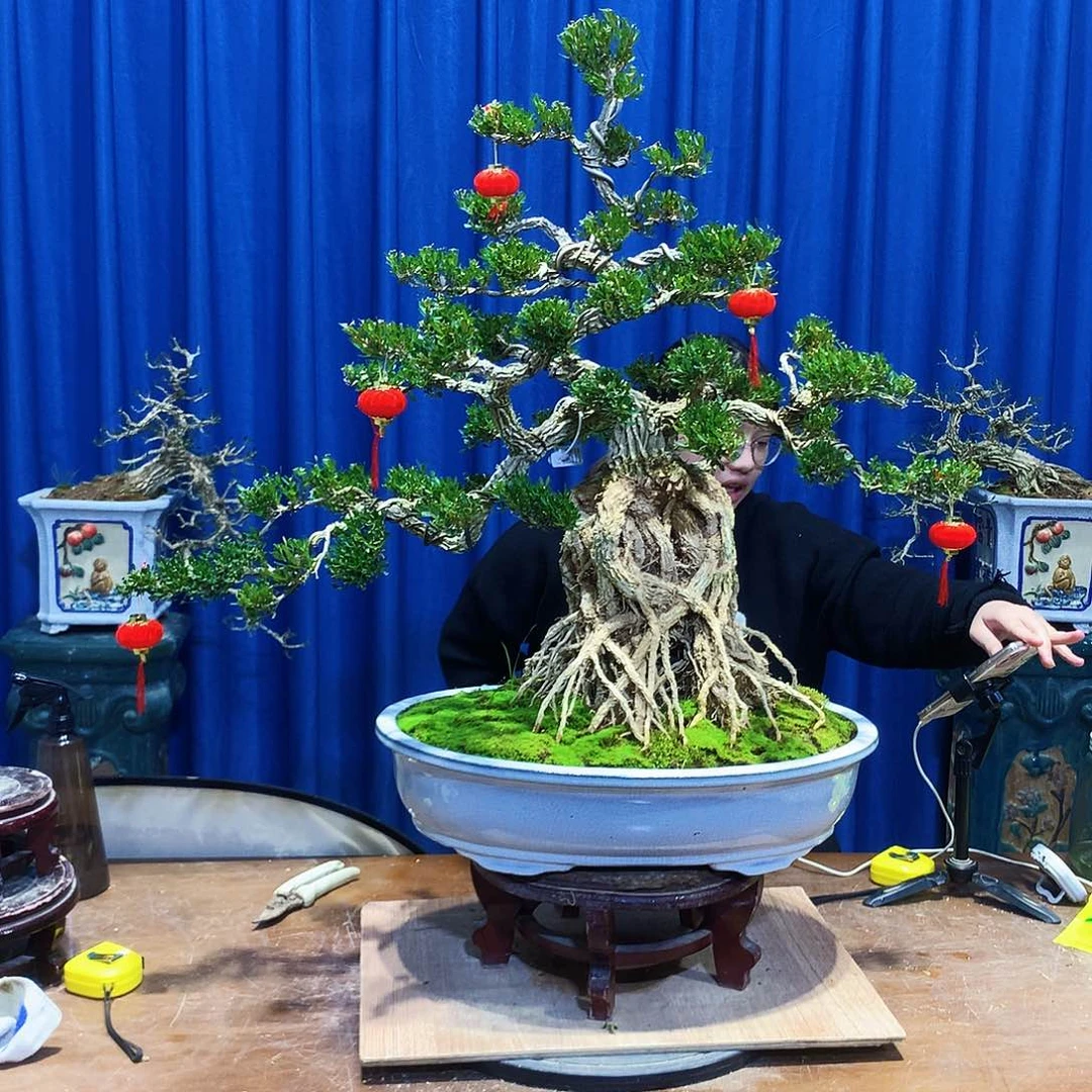 黄杨盆景一物一拍B****h