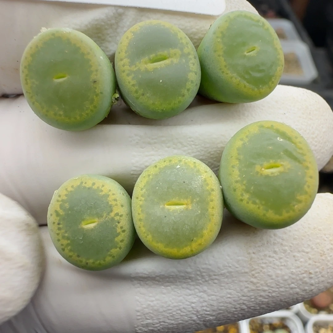 1170。特选gt。绿帽子。