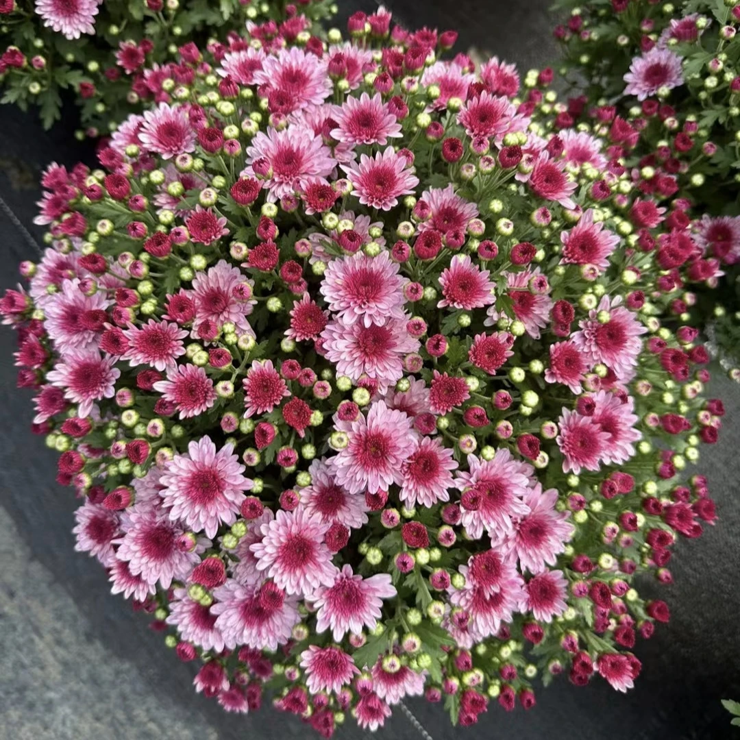 大冠幅千头球菊【草莓甜心】适合庭院阳台种植新手易养护耐热花期长