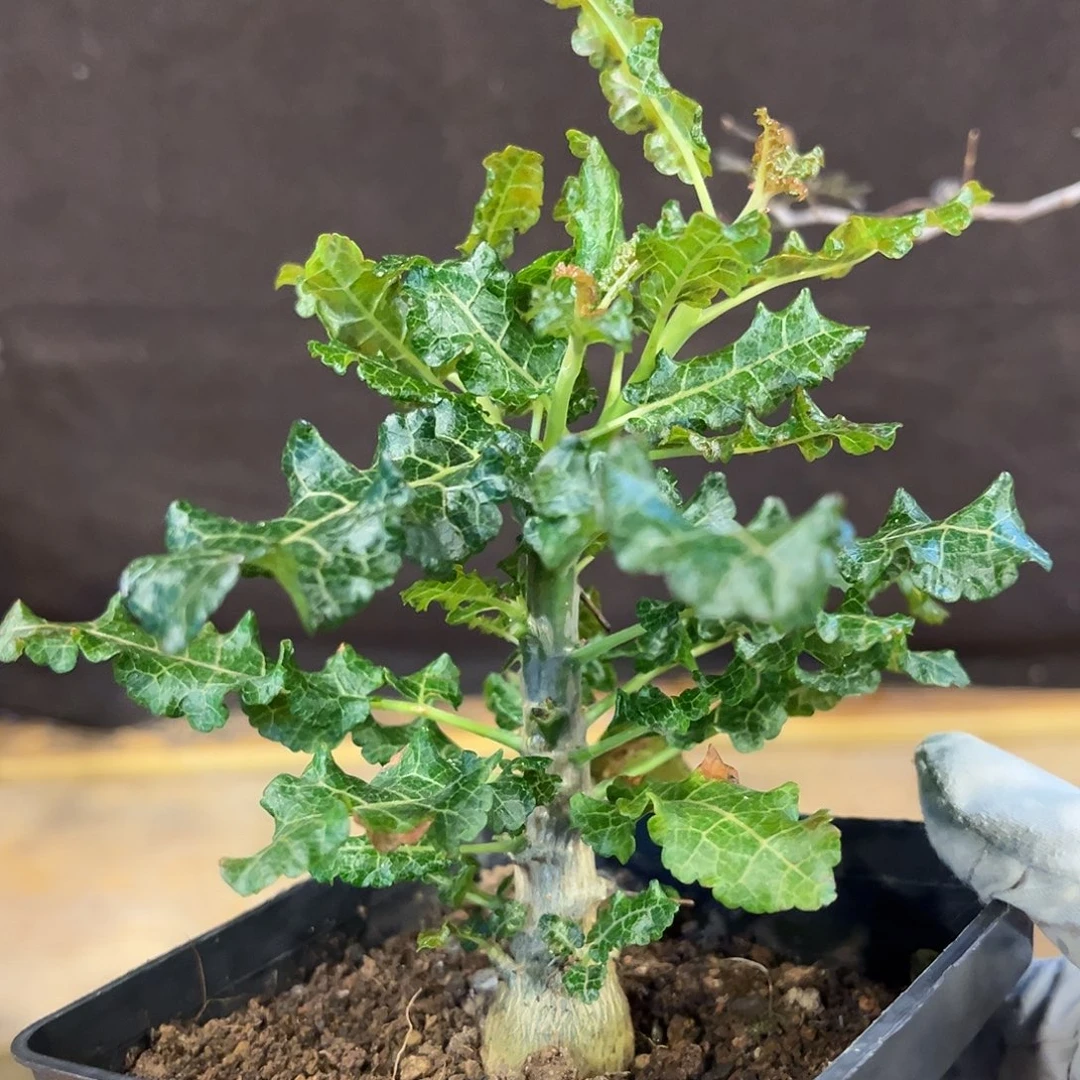 潮流植物 滔天橄榄