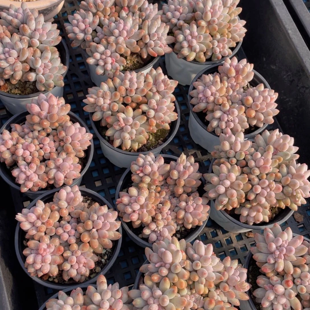 量拍25号婴儿手指大群生一个