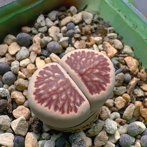 1363菊红窗菊花纹带盆土