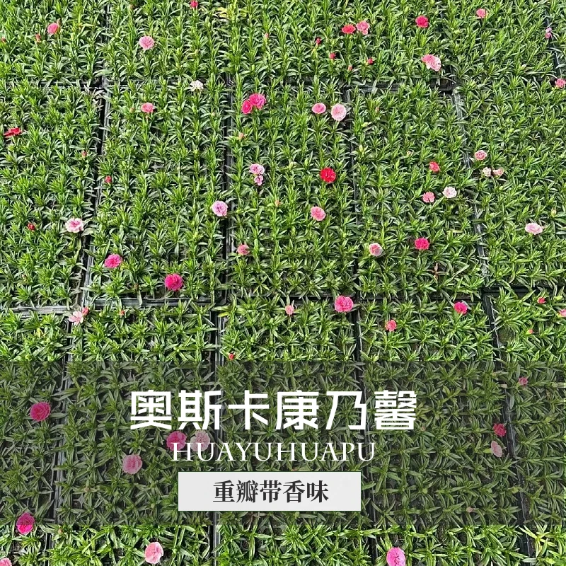 奥斯卡康乃馨初吻紫色婚礼珍珠草宿根庭院品种石竹穴盘苗开花花园