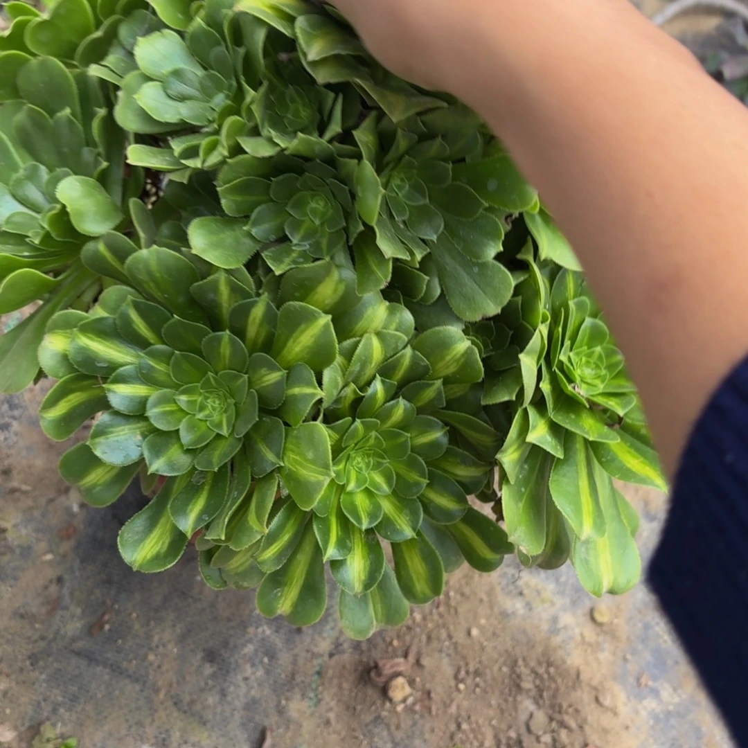 454多肉植物捧花的时候