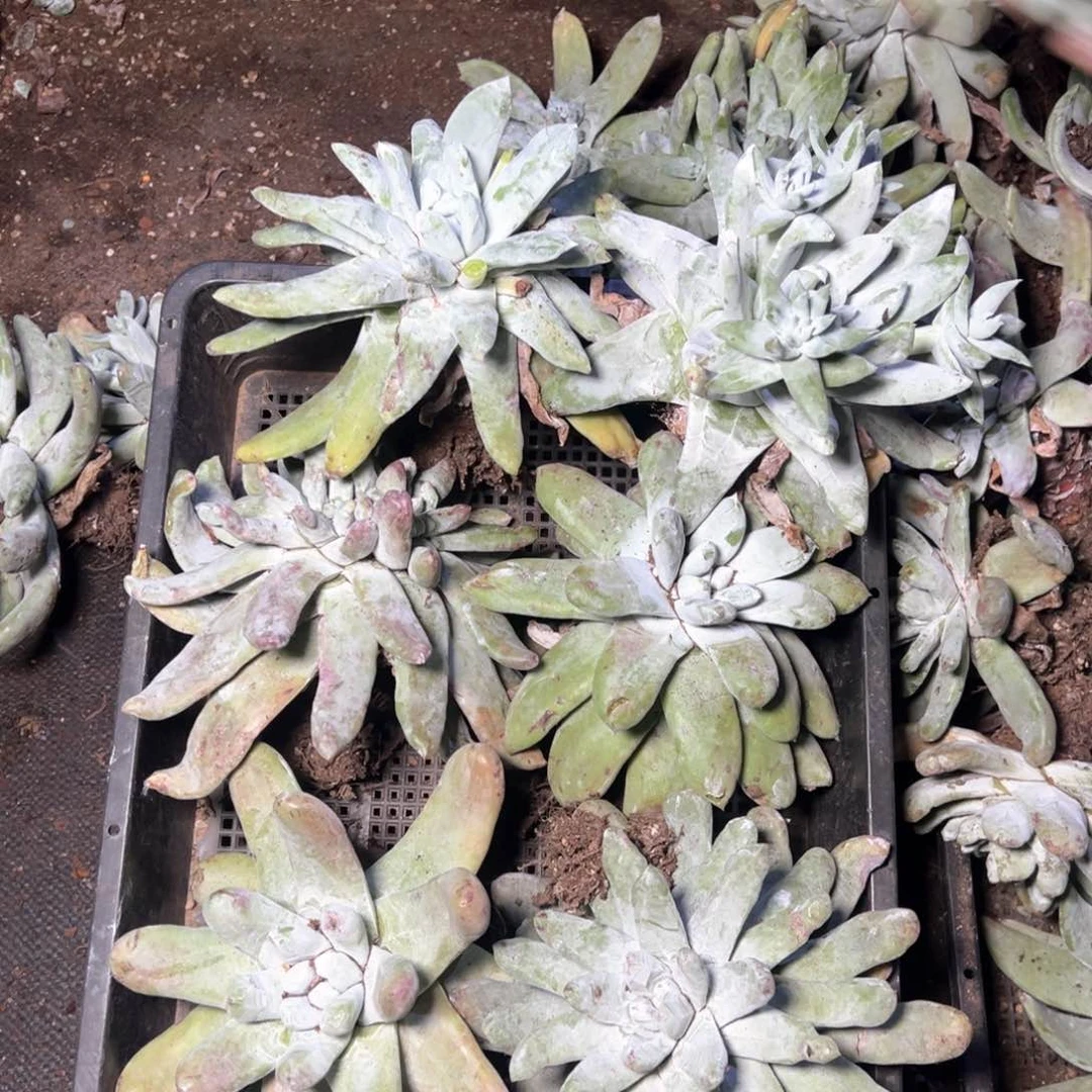 5901哈哈哈哈哈哈哈哈