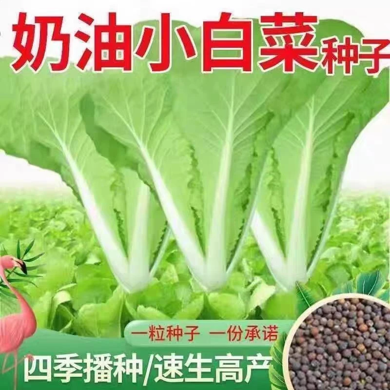 四季黄金奶油小白菜早熟阳台庭院种菜种四季播奶油白菜蔬菜种子