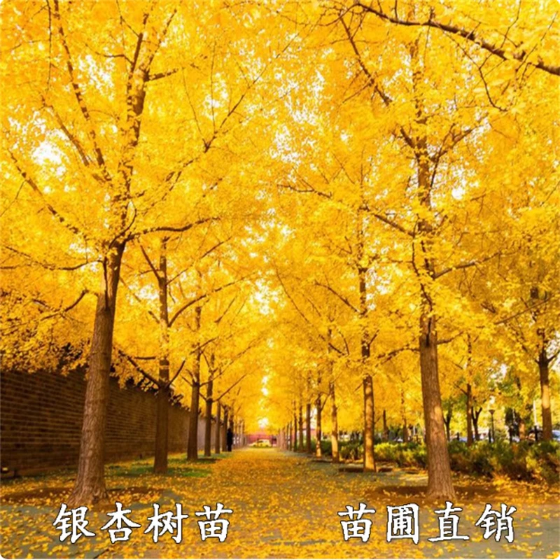 银杏树苗早金绿叶庭院别墅风景大型绿化树木盆栽白果南北方可种植
