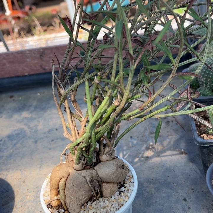 人参大吉块根一颗