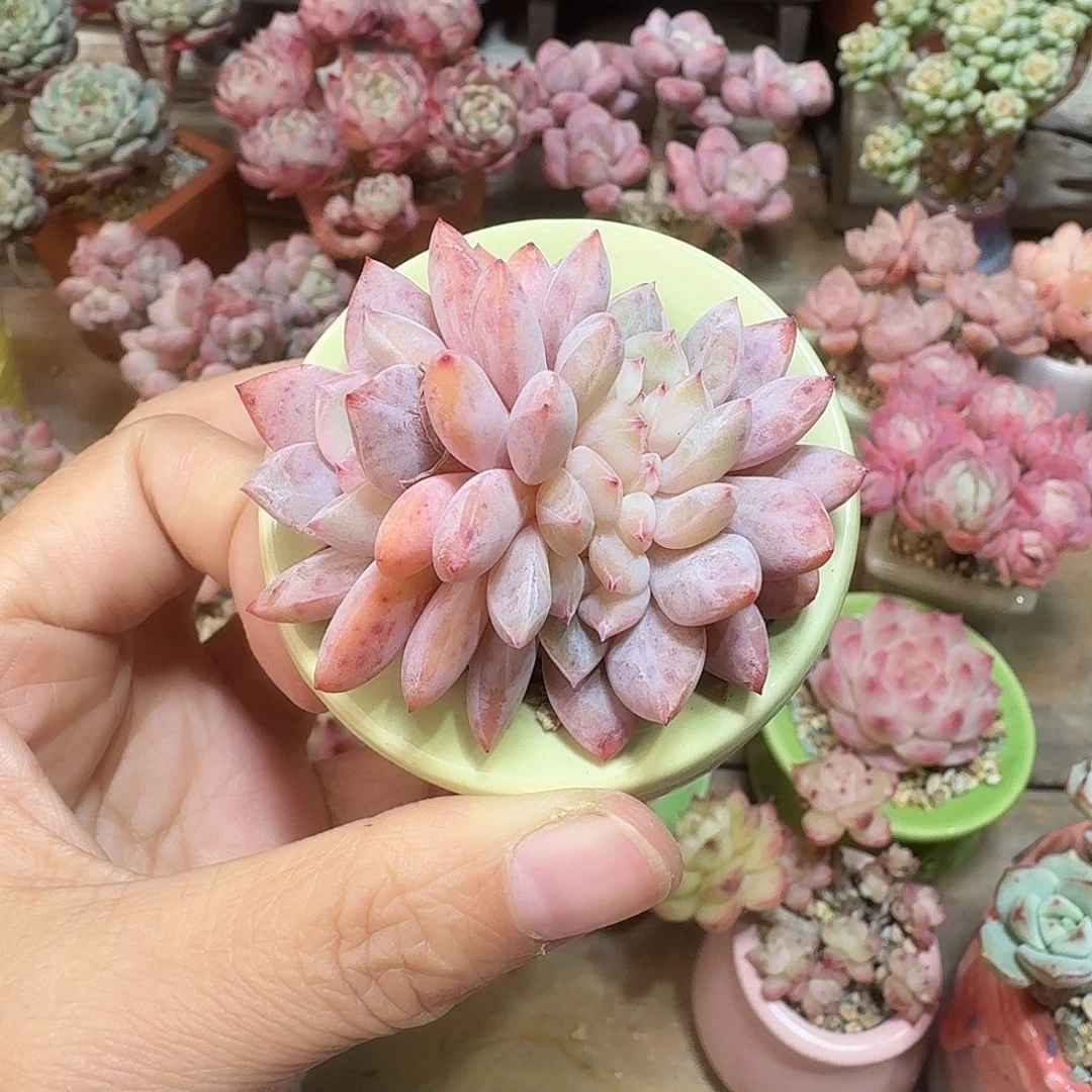 星影缀 多肉含盆土 一物一拍