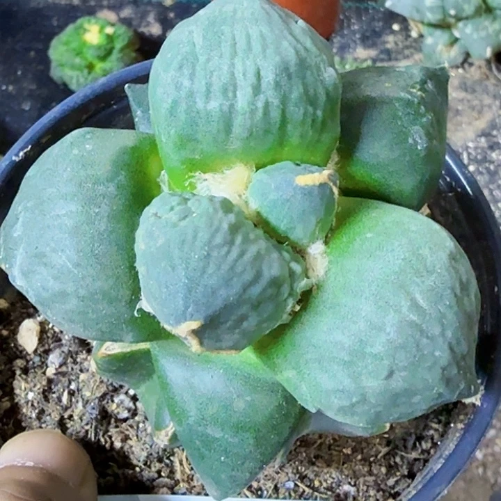 无花朵福利苗接大尤蛋538