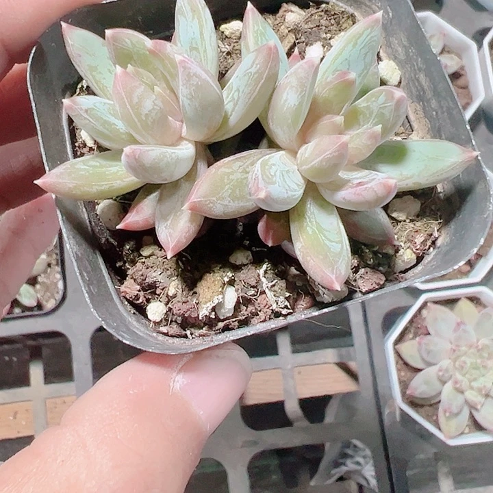 炫彩星精品多肉植物大战