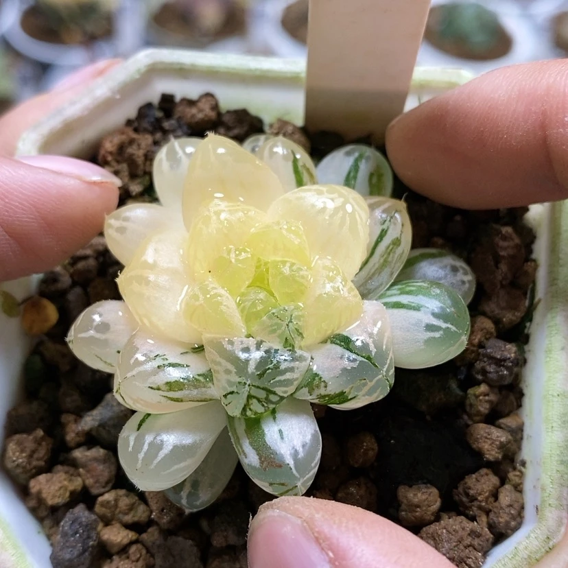 【闪购商品】79塑料皮