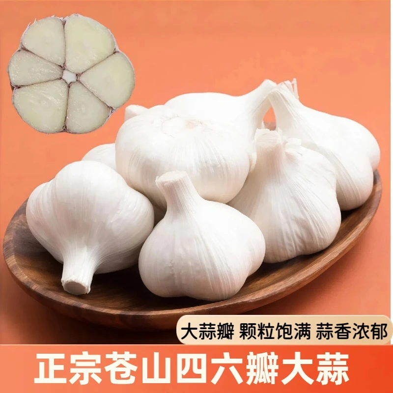【正宗苍山四六瓣】2025苍山四六瓣山东新干蒜蒜香味浓4-8瓣