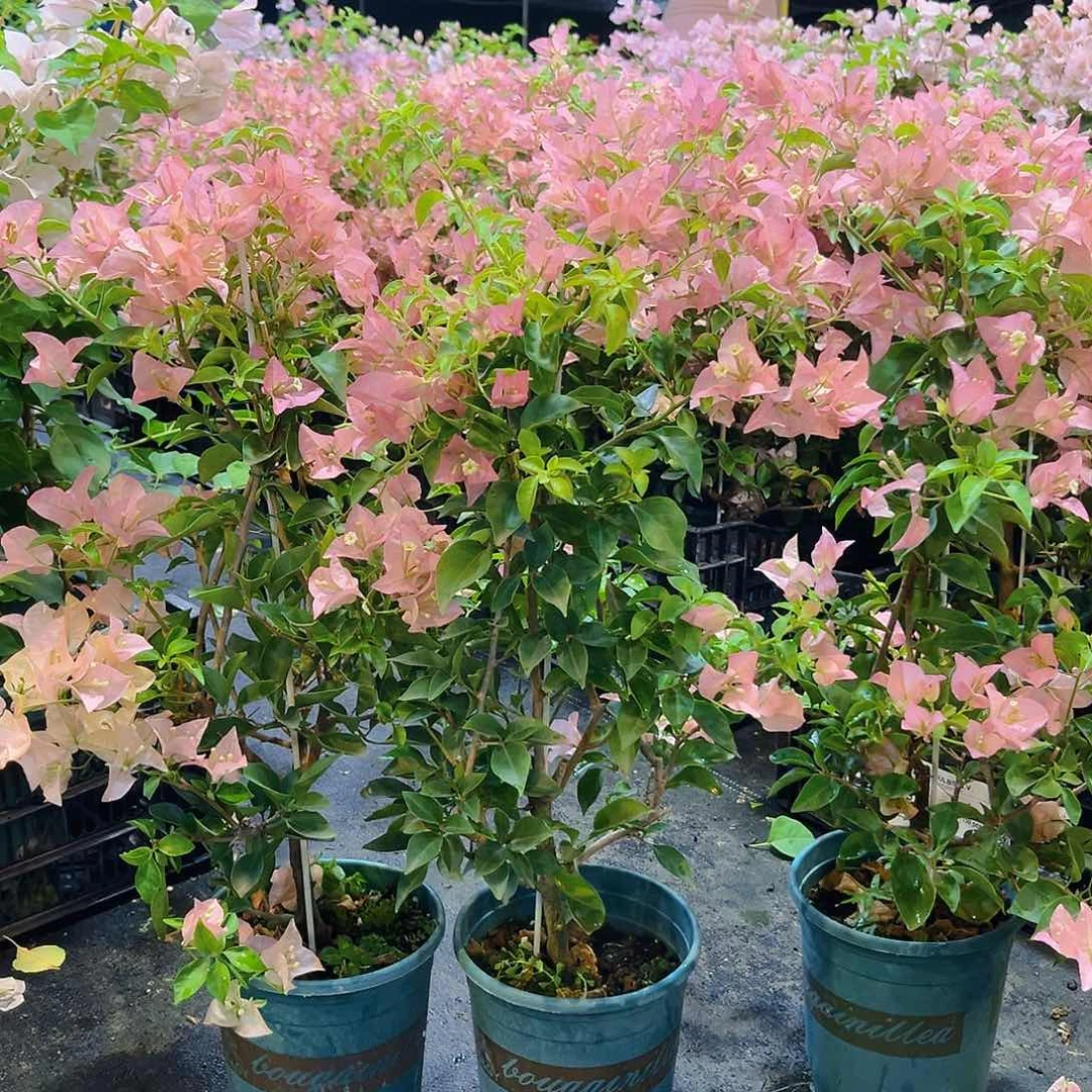 当前无花栽培后可以开花卡亚塔带竹一颗