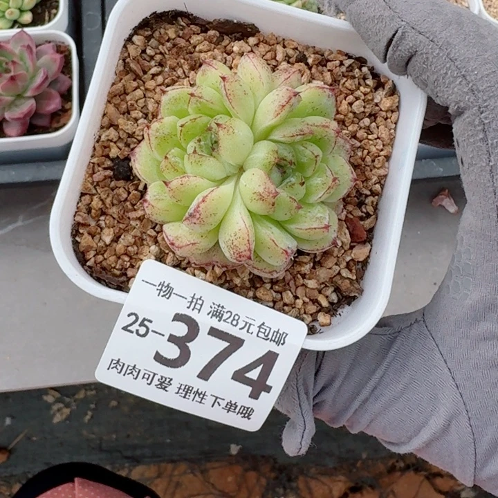 赤水晶无盆土发货多
