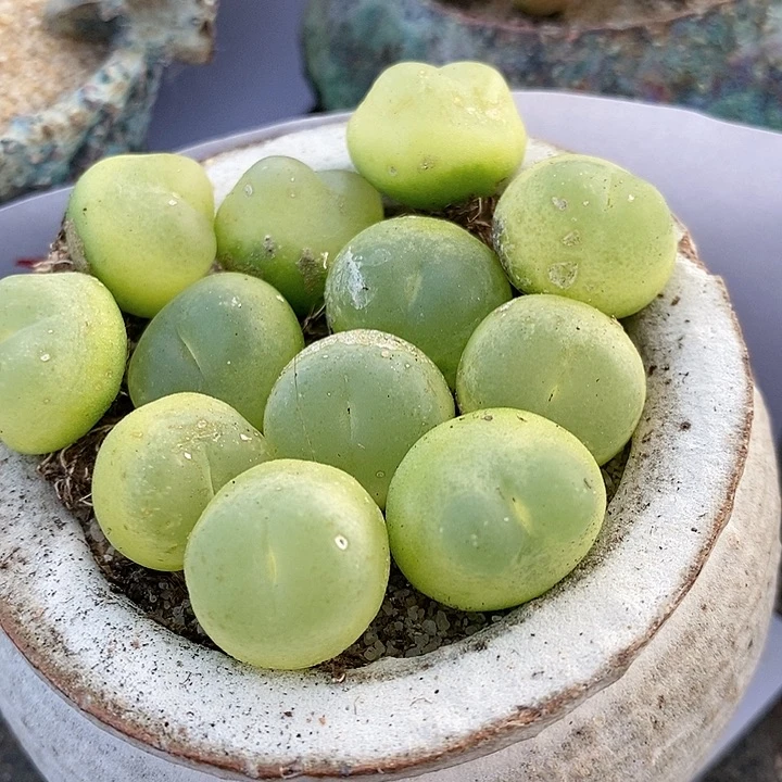 1518拉登有瑕疵一颗