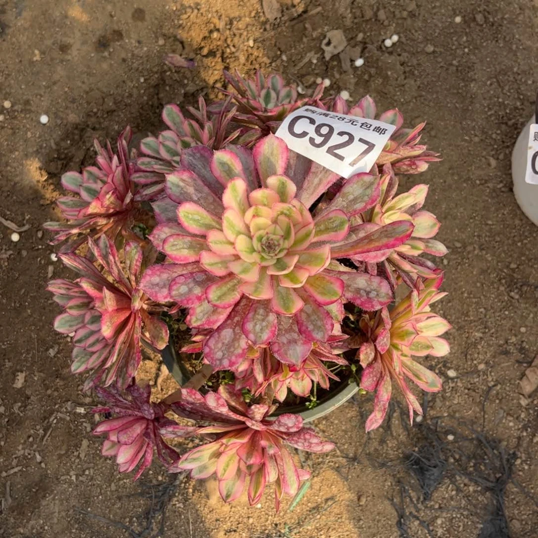 927多肉植物白月光