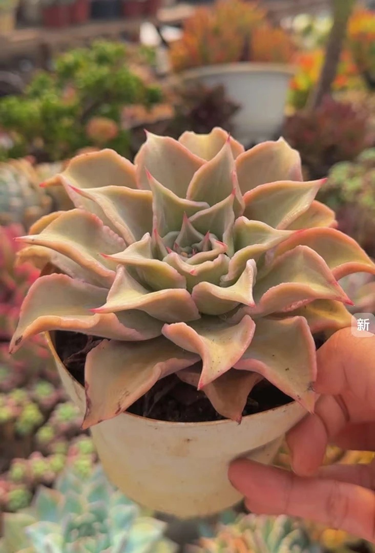 多肉园艺植物饺子皮(单头) （多样性发货发其一) 精品好养多肉植物