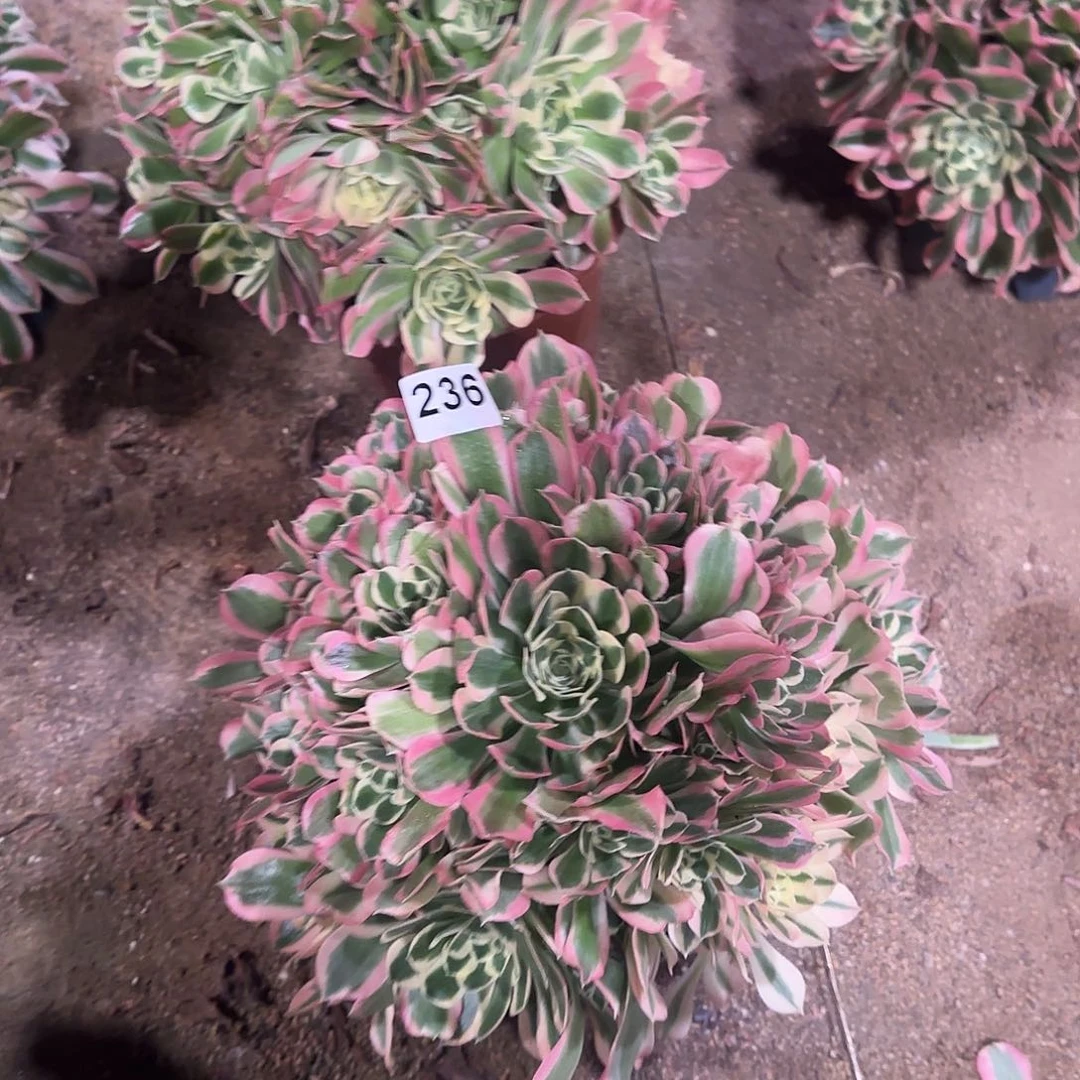 多肉植物白风236