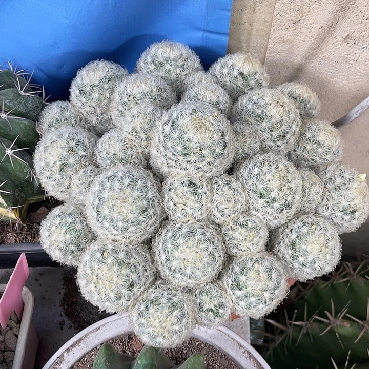 仙人球开花仙人球上