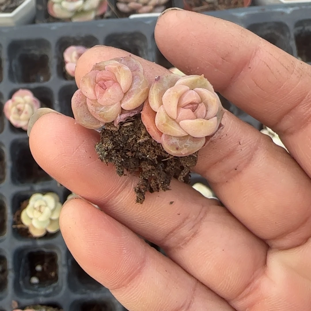 多肉小卡拉米糖心一物一拍