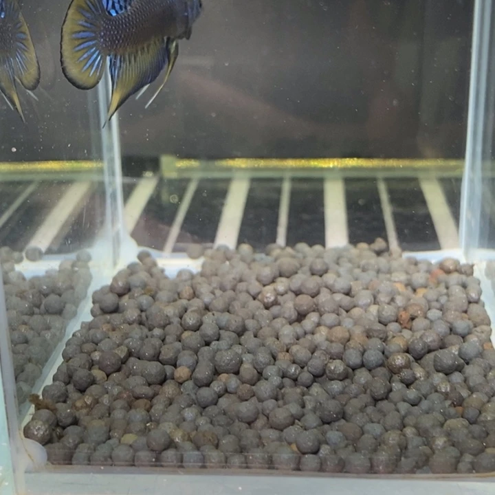 斗鱼泰国斗鱼555号