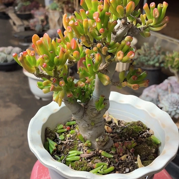 多肉植物，吸财树