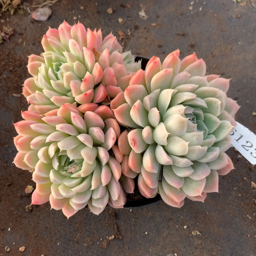 6123新年快乐发发发