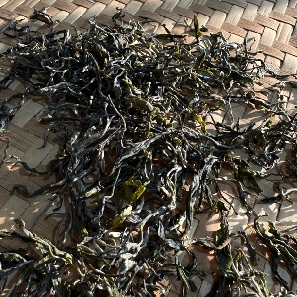 2025年忙肺古树春（普洱生茶）200g