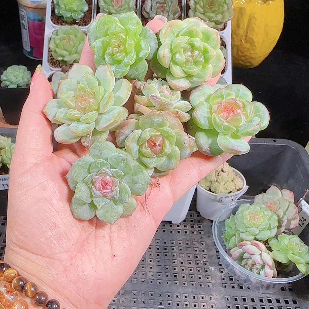 0927-125麦秆优选不包整