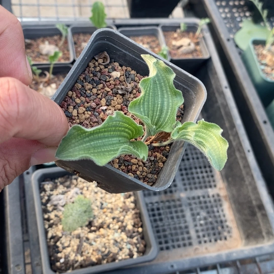 波动雾冰玉产地多肉植物