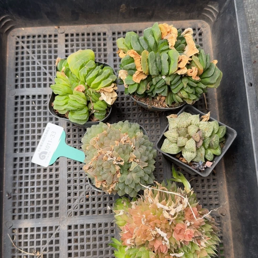 从前慢多肉精选编号1011.33