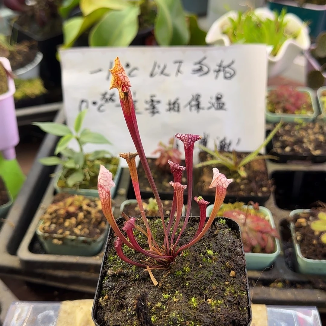 完全开放小粉东西