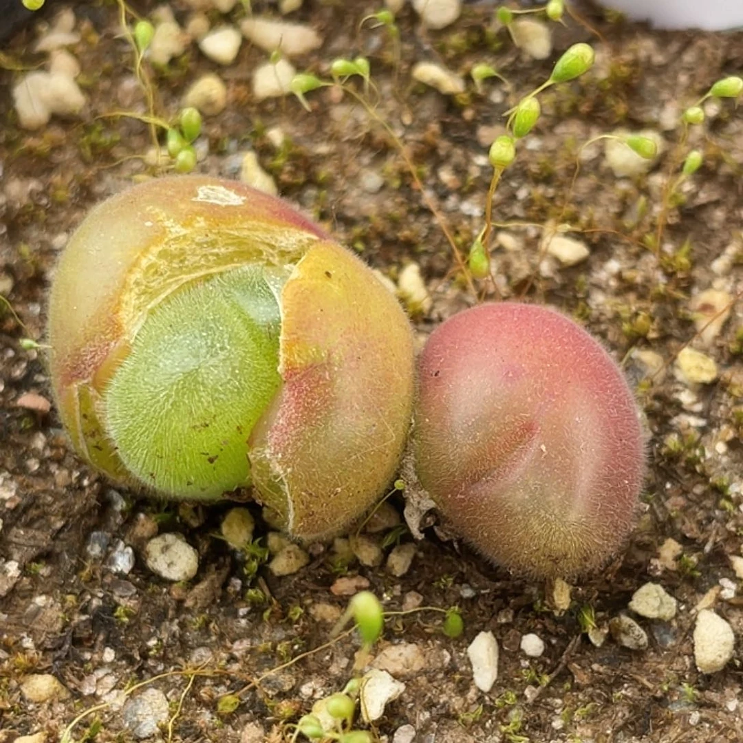6-45毛翠滴多肉植物