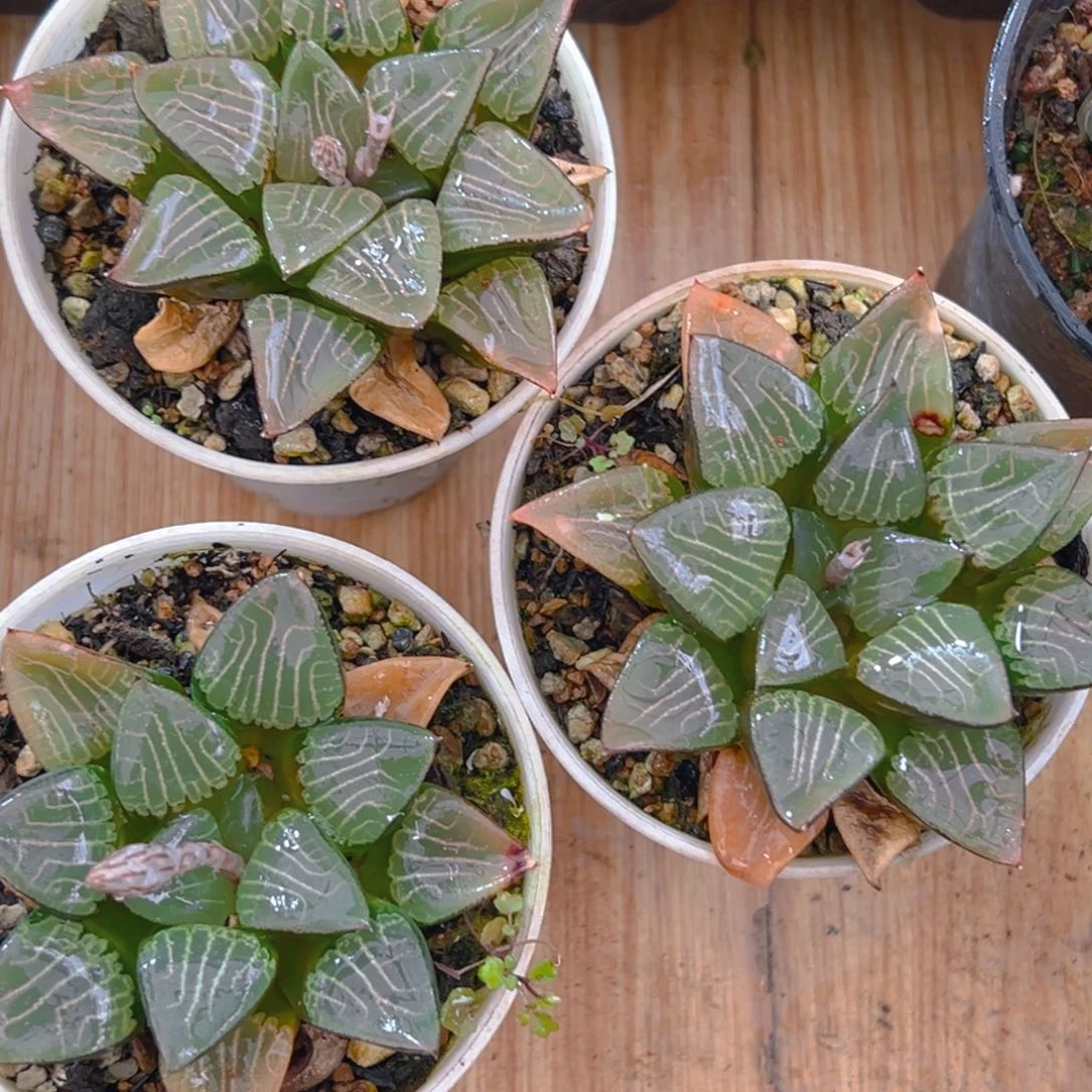 花影克玉露多肉多肉一颗