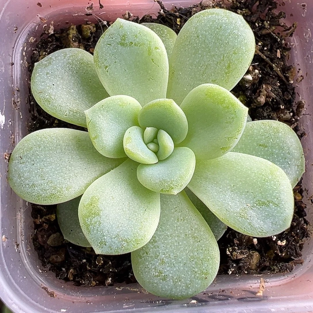 2909甜心。福利一个。