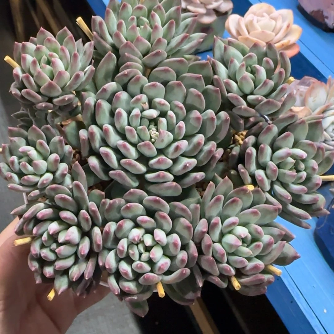 10头美人杂，发货点延迟