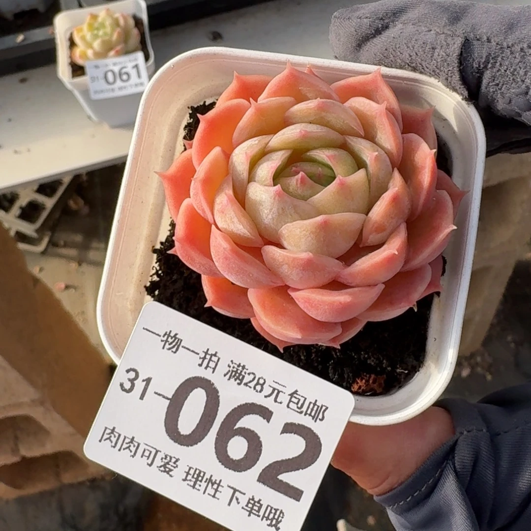 昂斯诺无盆土发货无盆土发货无