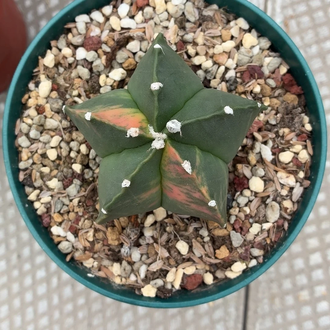 玉***无花朵鸾凤玉锦！！！！！！