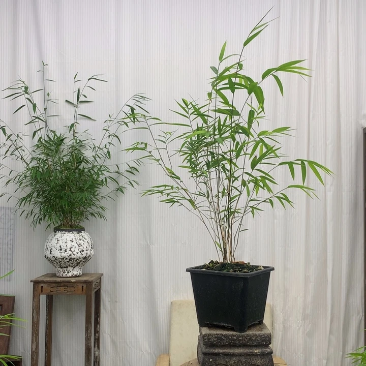 竹子竹子内门竹基地盆