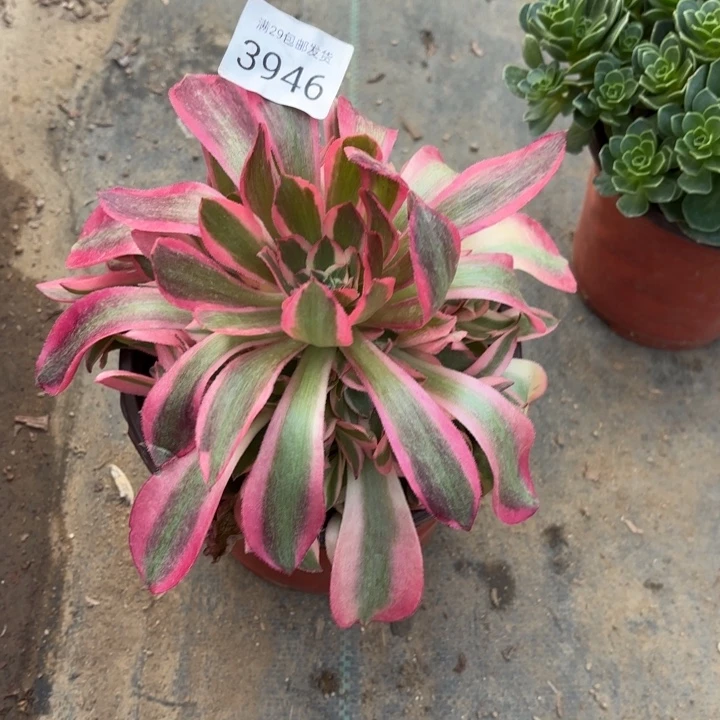 粉女巫多肉法师3946