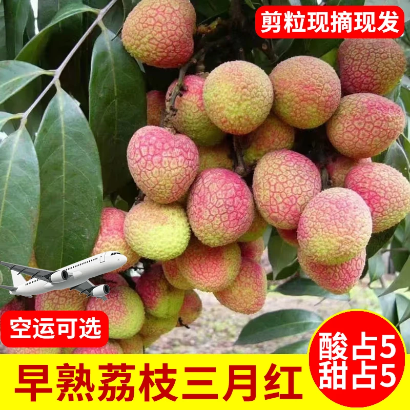 广东三月红荔枝新鲜现摘当季酸口桂味糯米糍白糖妃子笑水果