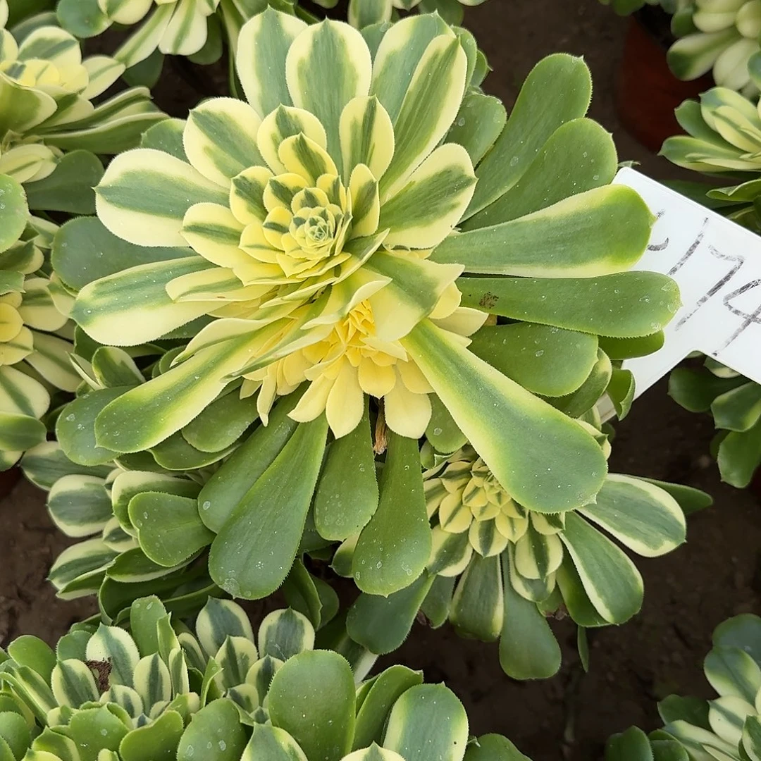 4174新尼亚多肉法师多肉