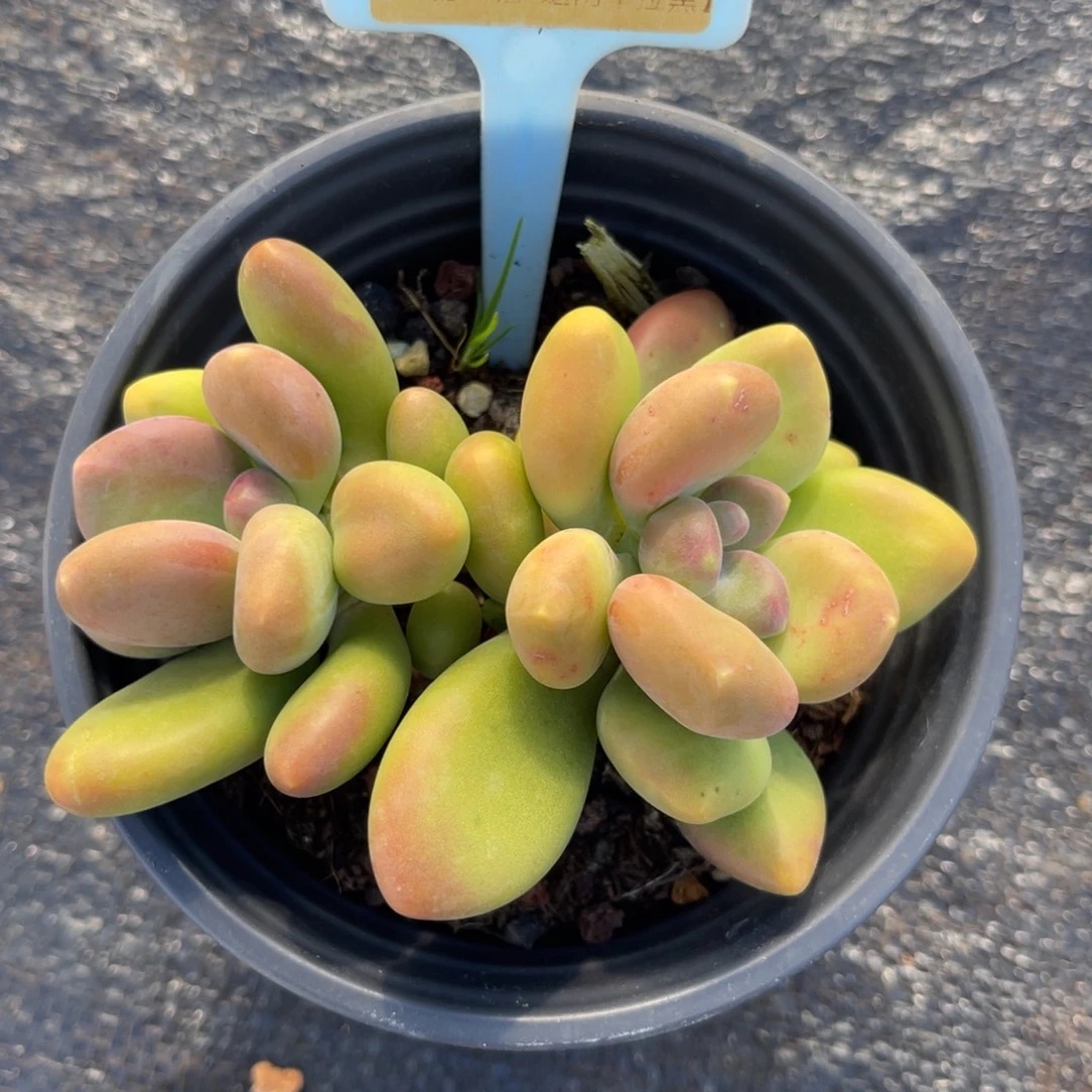 云尘多肉一物一拍378，